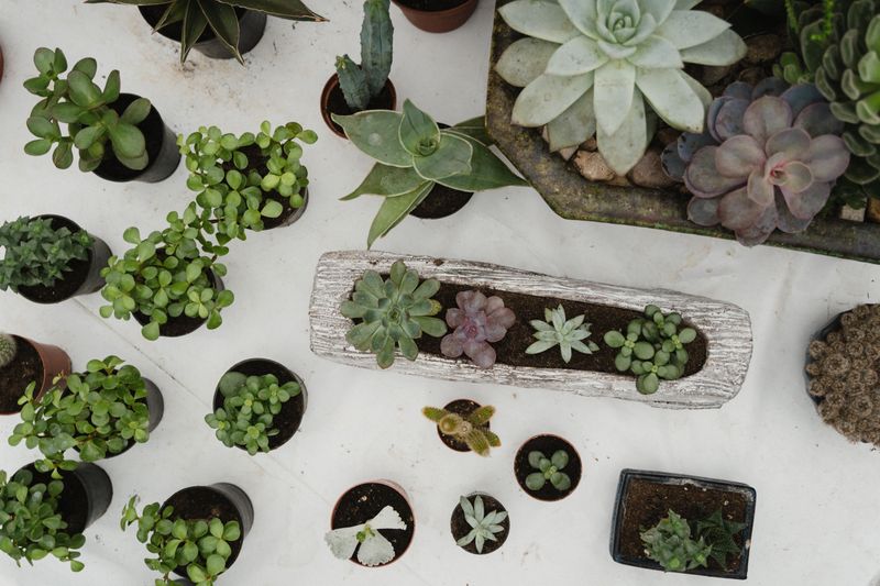 Plante grasse cactus succulente cadeau interflora