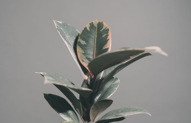 Plante verte ficus benjamin livraison interflora France
