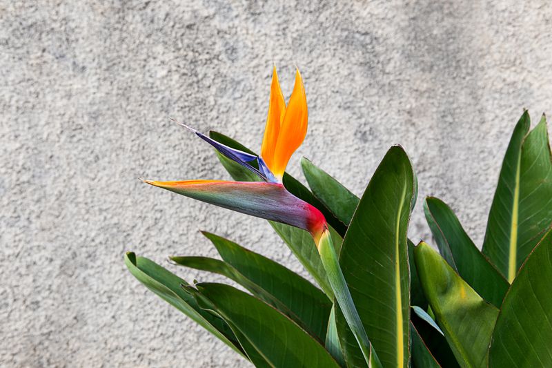 Composition exotique interflora fleurs tropicales